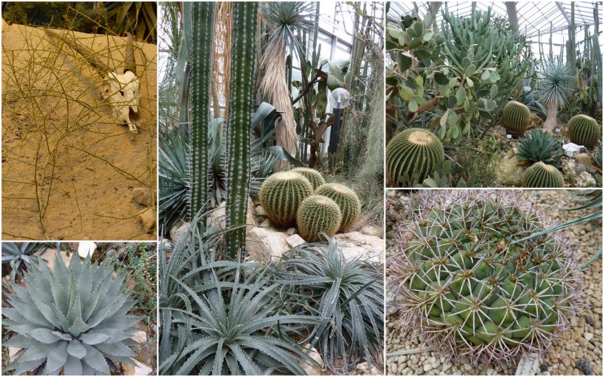 Cactus Palmengarten