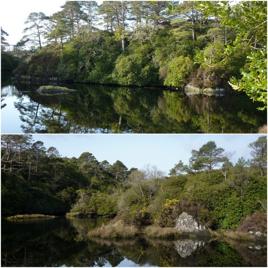 Végétation luxuriante Irlande