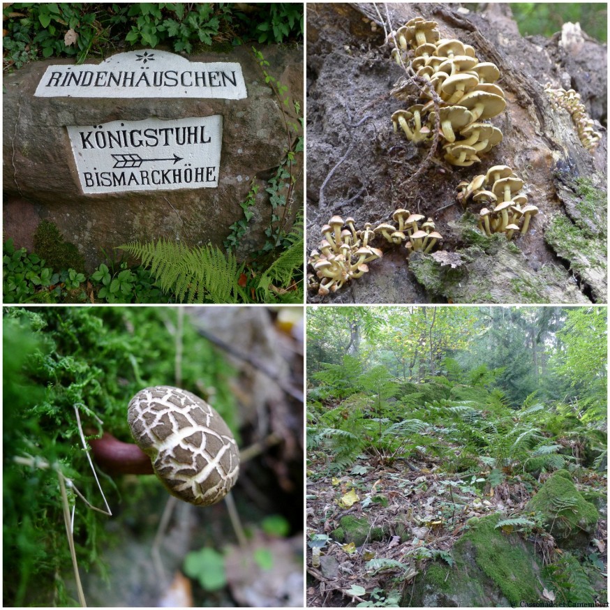 Champignons forêt Konigstuhl