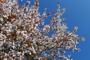 Cerisier fleurs printemps