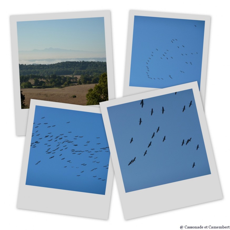 oiseaux migrateurs - compostelle pays basque