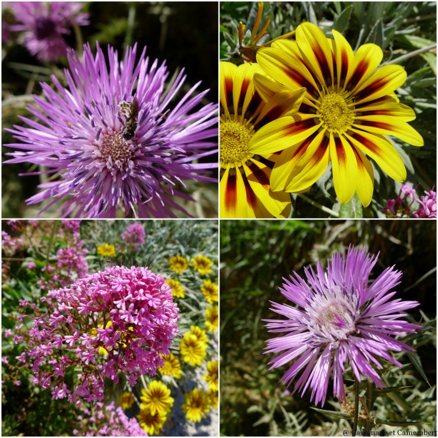 Fleurs ile de Porquerolles