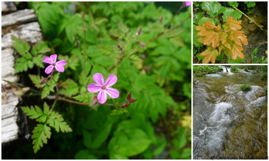 Flore Parc des lacs de Plitvice