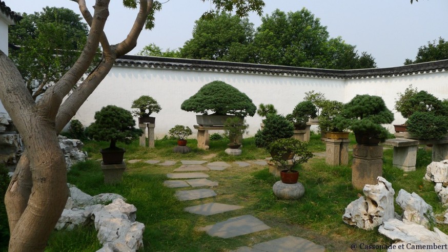 Collection bonzais suzhou jardin humble administrateur