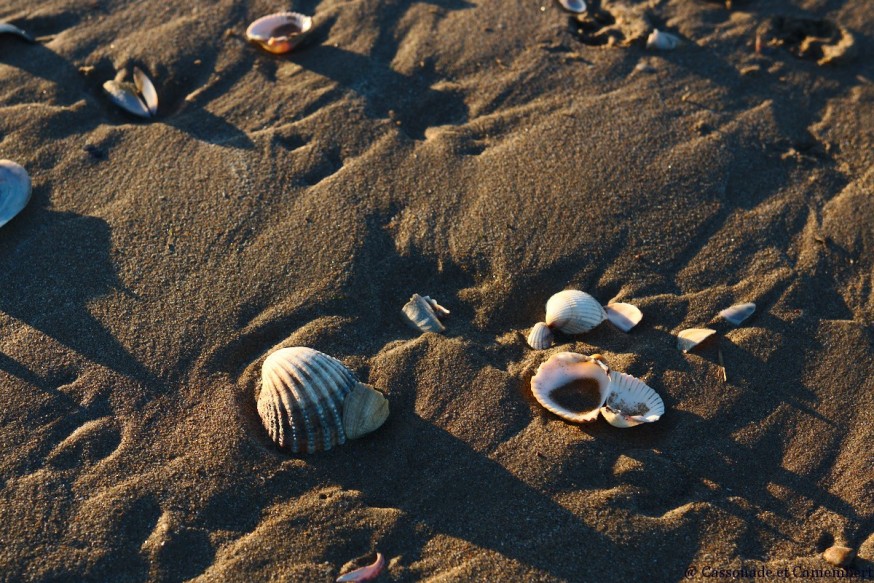 Coquillage Deauville