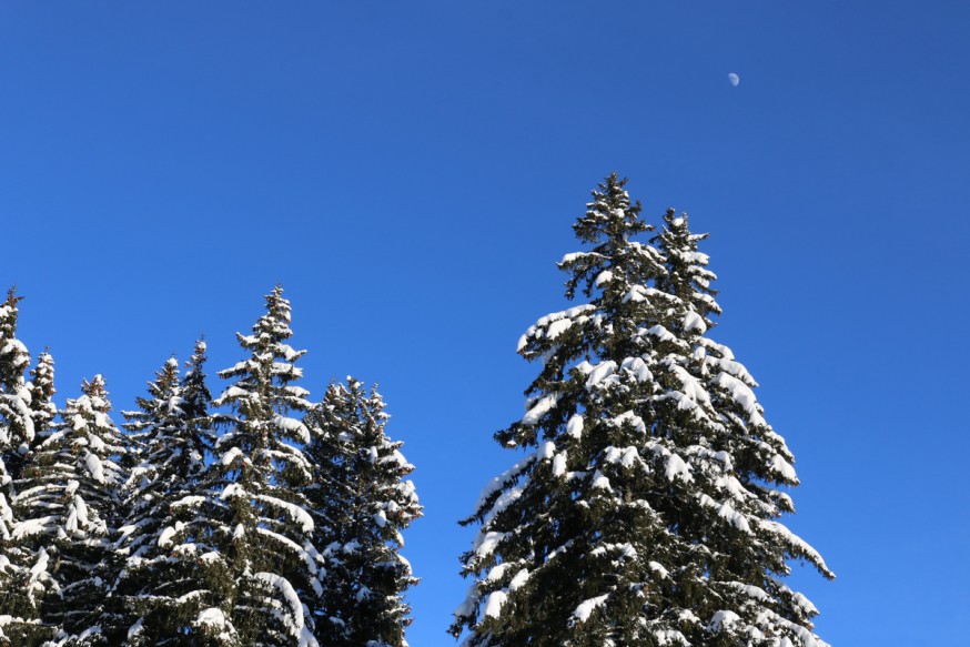 Sapins enneigés col de la Croix-Fry Manigod