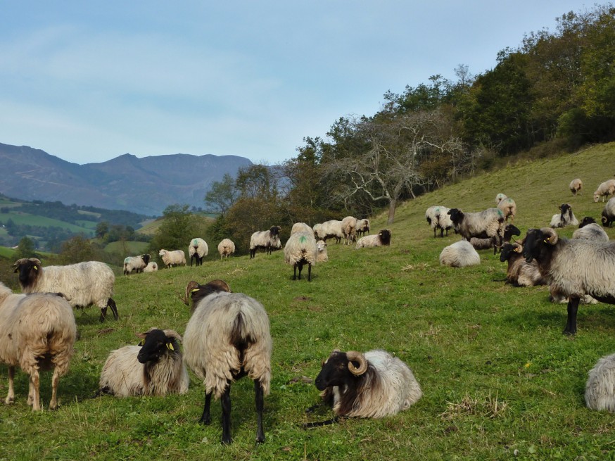 Moutons Compostelle Navarre