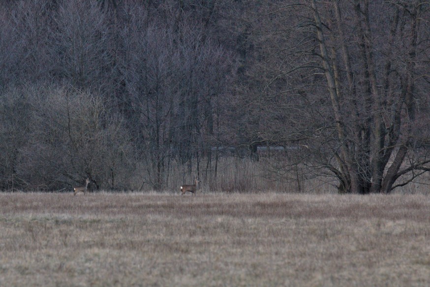 Biches Forêt Darmstadt début du printemps