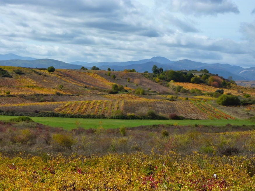 Compostelle - Bierzo - Champs de vignes en automne