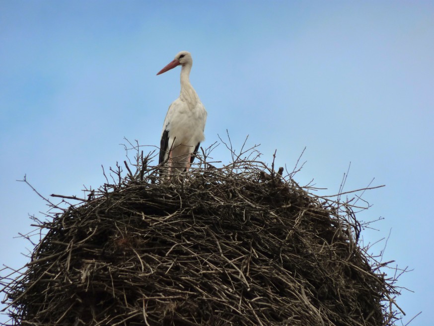 Compostelle - Bierzo - Cigogne sur son nid