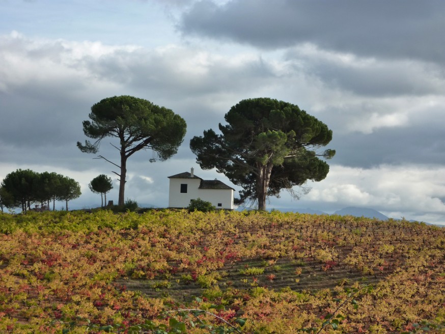 Compostelle - Bierzo - Petit abri dans les champs de vignes en automne