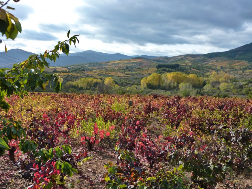 Compostelle - Bierzo - Vignes rouges à l automne