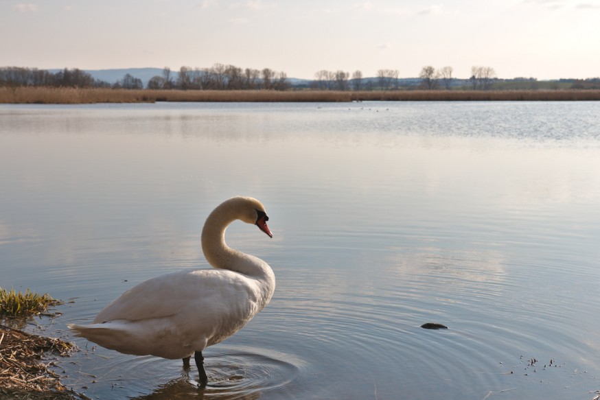 Cygne 2 début du printemps Etang Reinheimer Teich