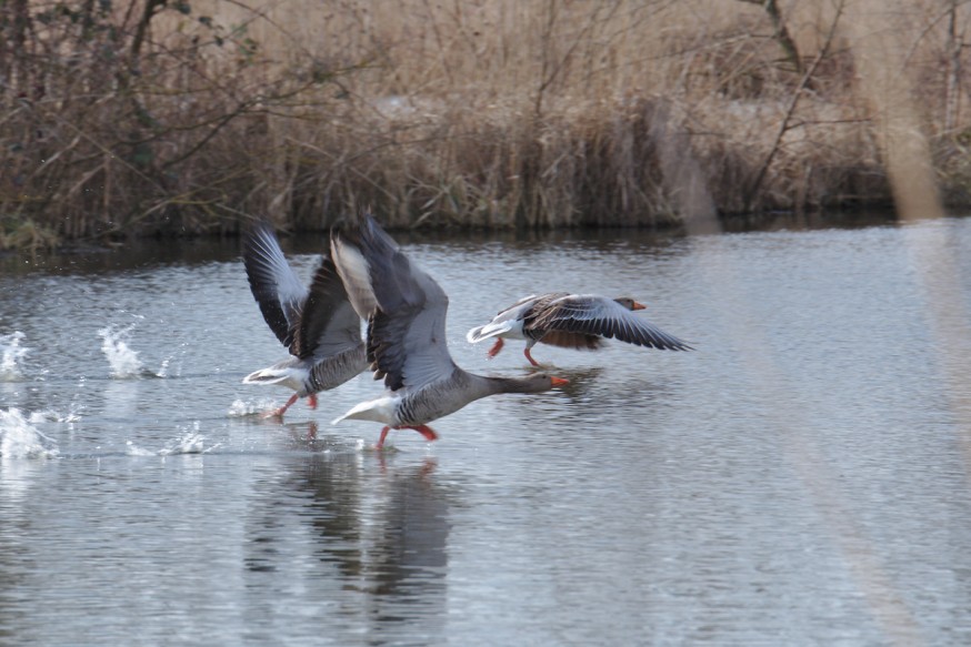 Envol oies cendrées début du printemps Etang Reinheimer Teich