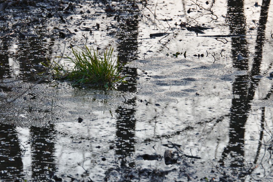 Oeufs de Grenouille Forêt Darmstadt début du printemps