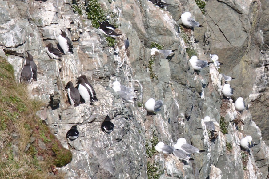 Petits pingouins falaises de Bray