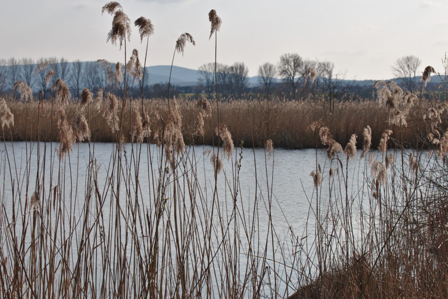 Roseaux début du printemps Etang Reinheimer Teich