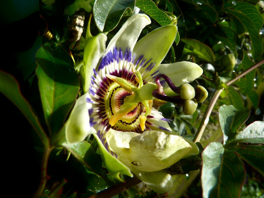 Fleur de passiflore - Galice - Compostelle