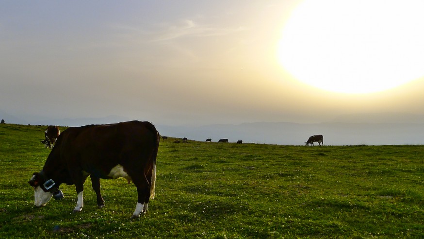Vaches au soleil couchant - Semnoz - Rando lac d Annecy