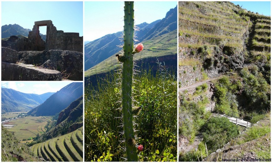 Cactus ruines de pisac