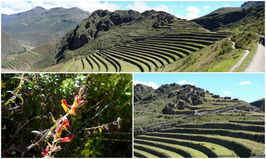 Terrasses ruines pisac