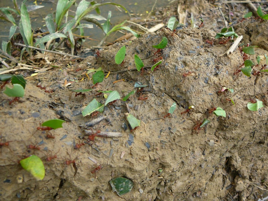 Comunidad nativa de Huacaria - Fourmis coupe-feuilles