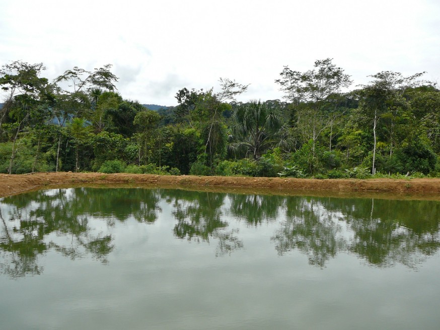 Comunidad nativa de Huacaria - Pisciculture