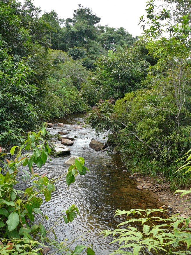 Comunidad nativa de Huacaria - Riviere