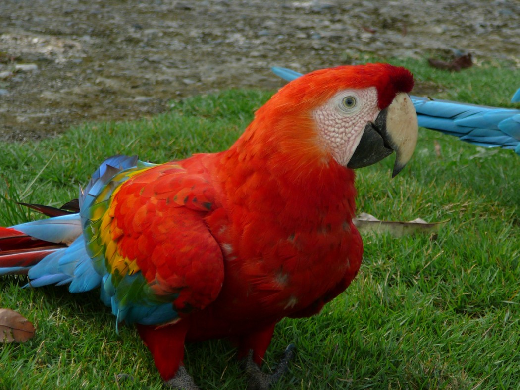 Perroquet rouge - villa carmen - pilcopata - perou