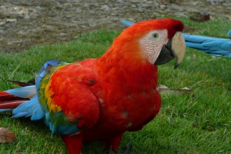 Perroquet rouge - villa carmen - pilcopata - perou