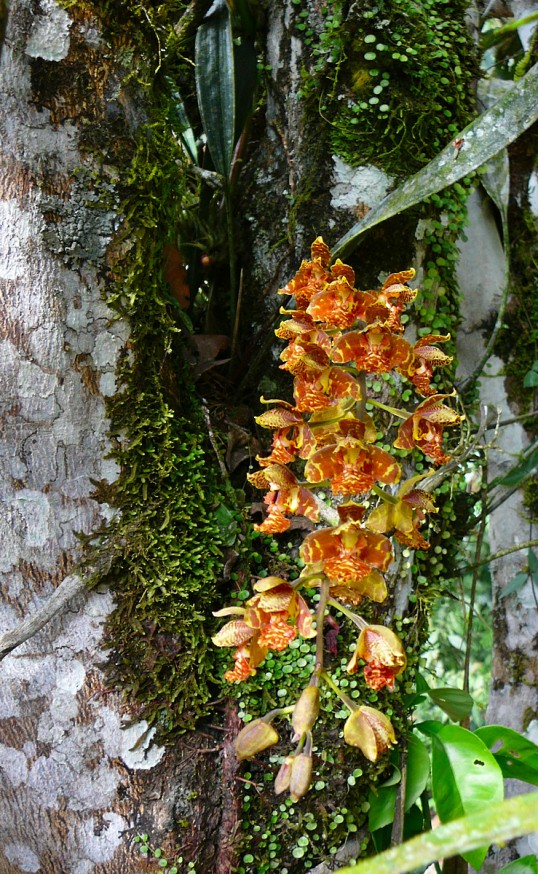 jardin botanique orchidees Atalaya 1