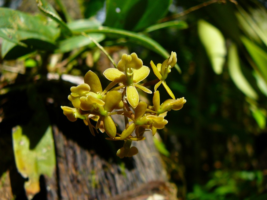 jardin botanique orchidees Atalaya 2