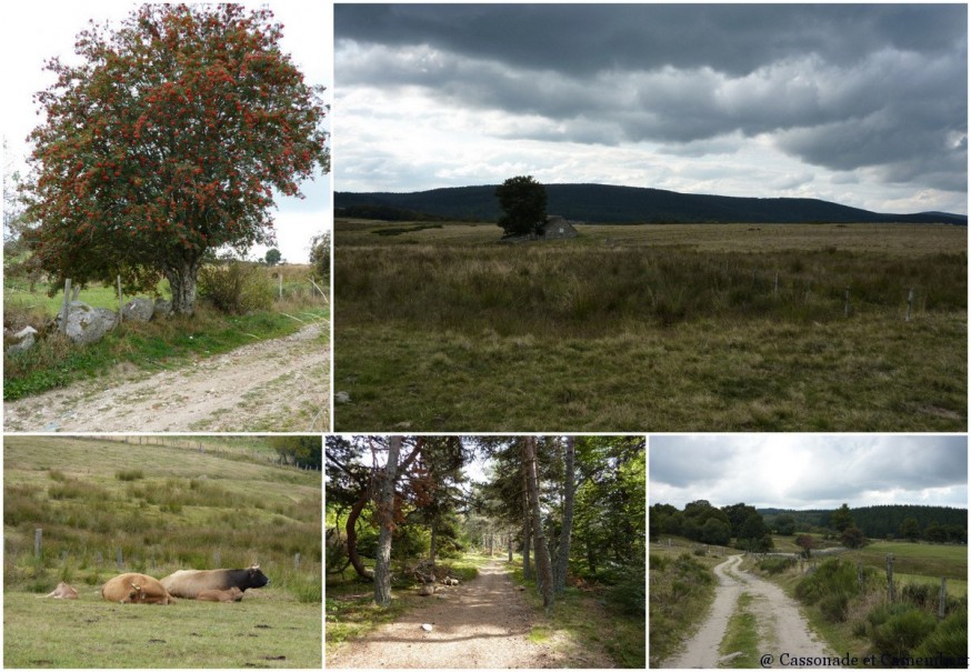 Arrivée au Sauvage - Compostelle margeride