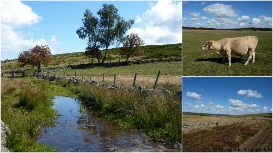 Aubrac entre Aumont et Nasbinals - compostelle Aubrac