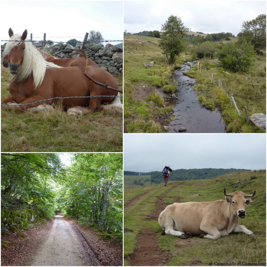 Brice de Nice - compostelle Aubrac