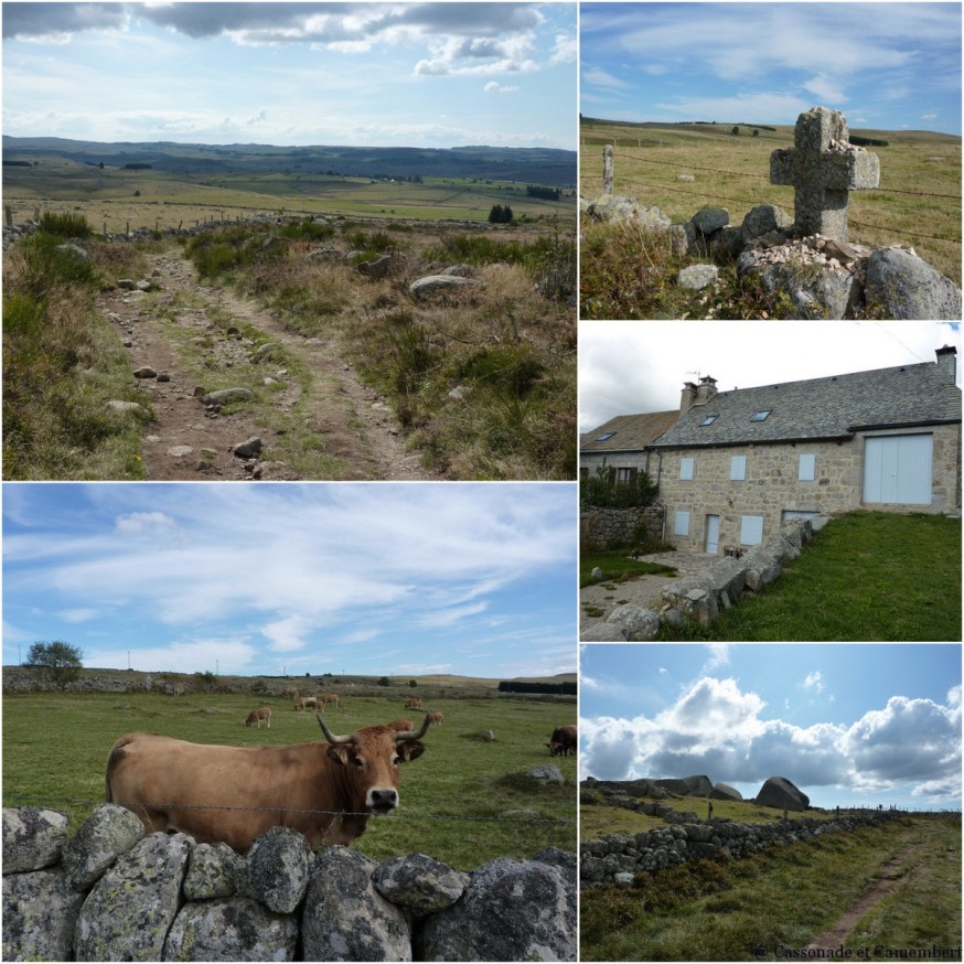 Vache Aubrac - compostelle Aubrac