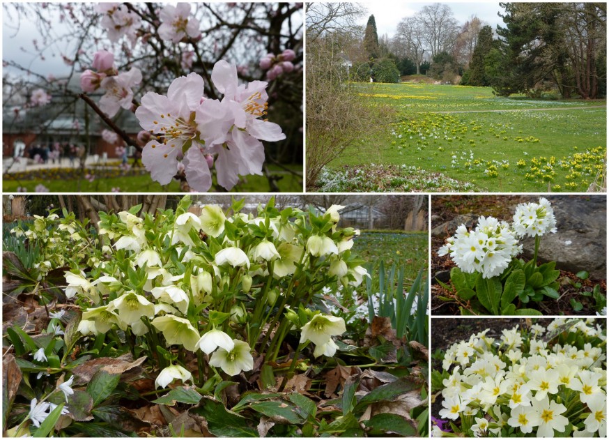 Premières floraisons