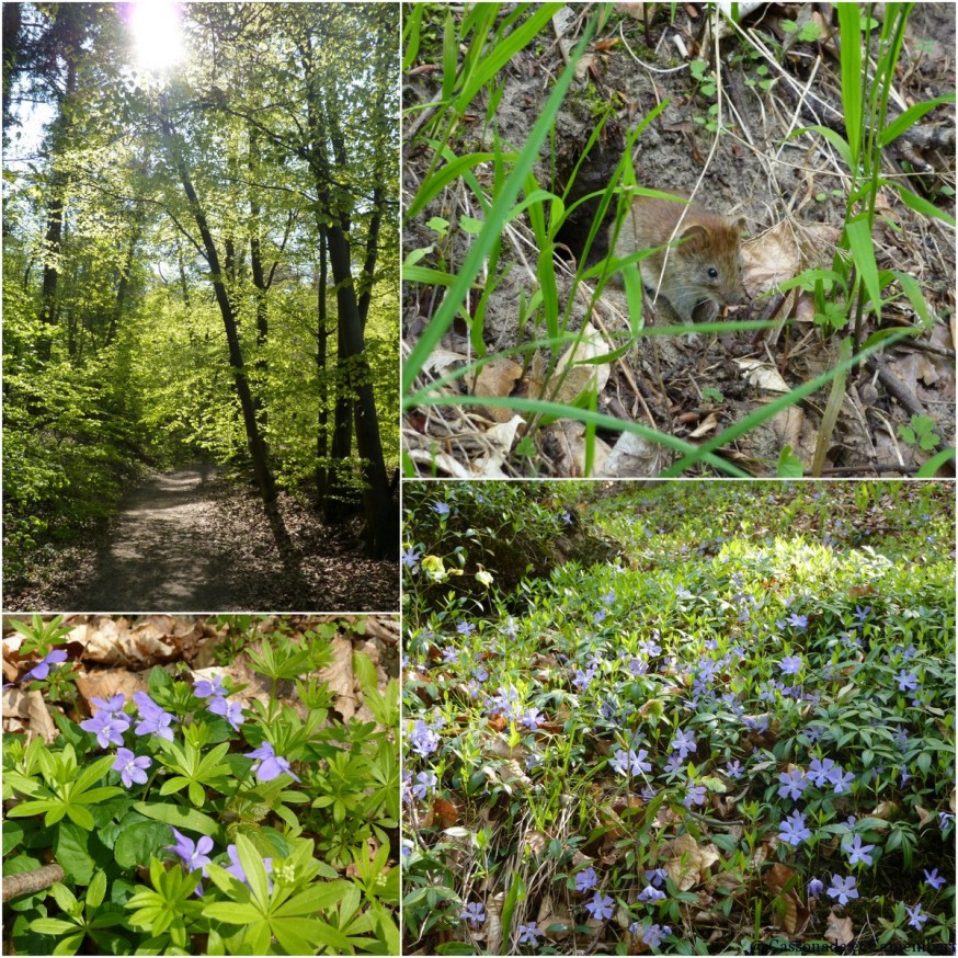 Forêt au printemps