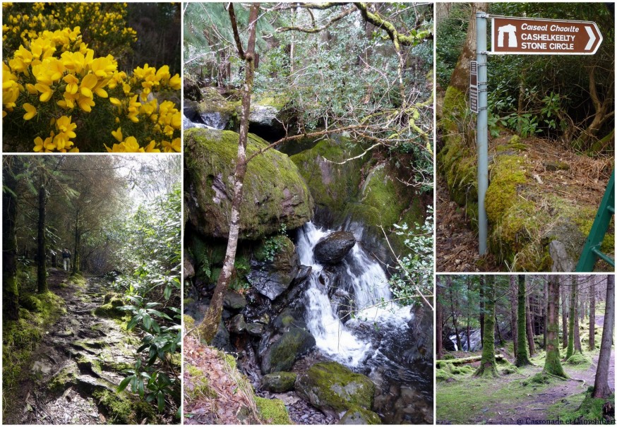 Forêt de Lauragh Peninsule de Beara