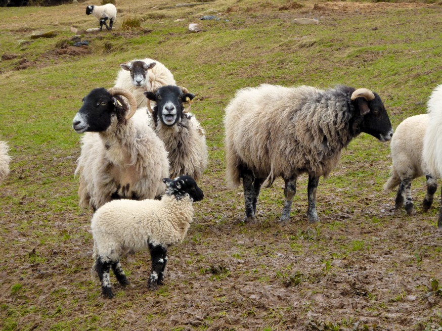 Moutons dingle peninsula