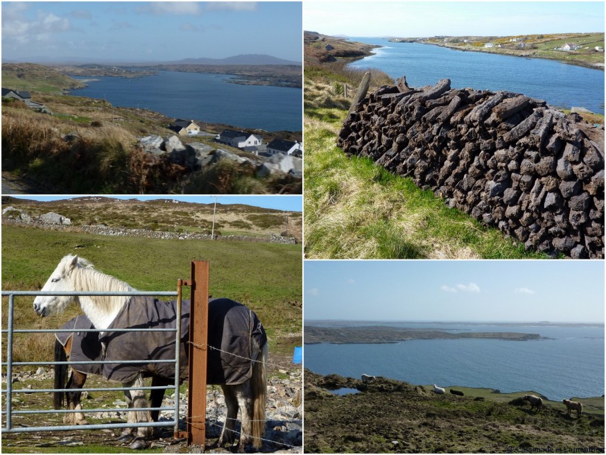 Poneys Connemara et tourbe