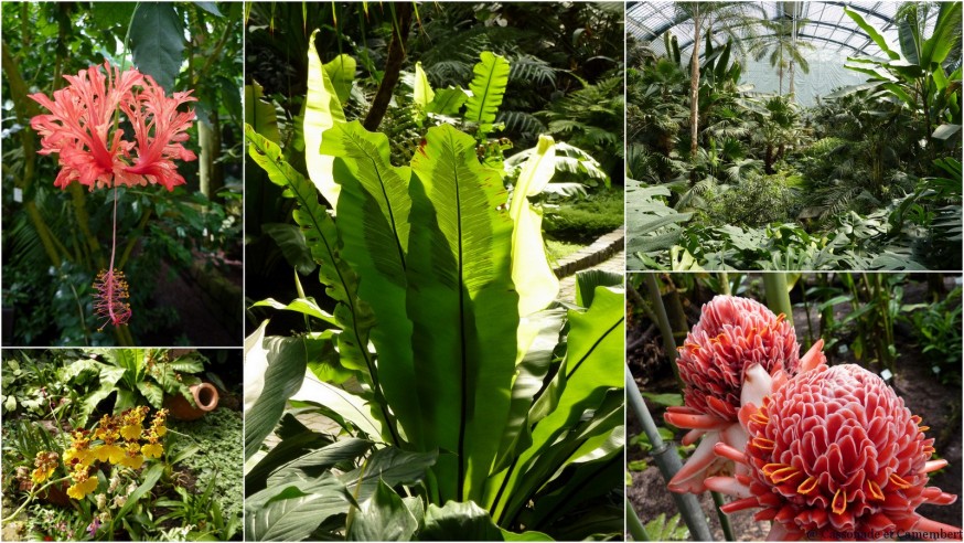 Serres Palmengarten