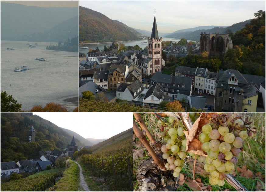 Bacharach vignes