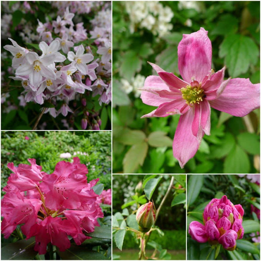 Floraisons roses - ferme du Mont des Recollets