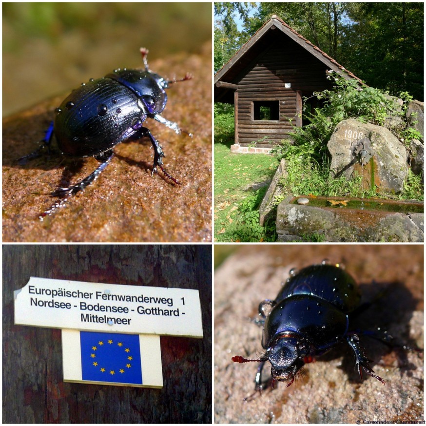 Scarabée forêt Konigstuhl