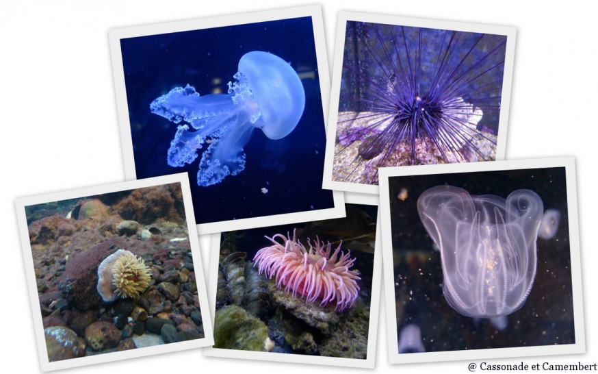Meduses Nausicaa Meduses Nausicaa