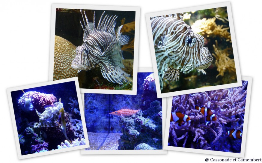 Poisson clown Nausicaa Poisson clown Nausicaa