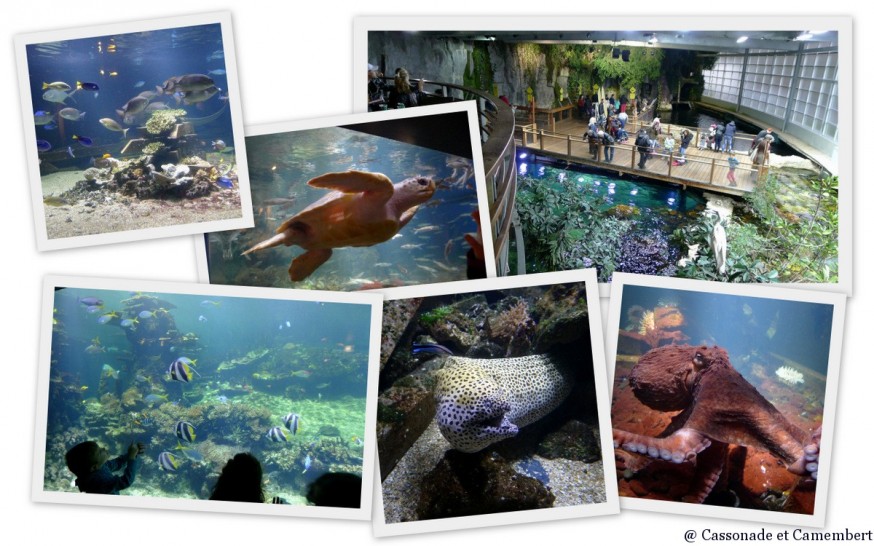 Poulpe geant Nausicaa Poulpe geant Nausicaa