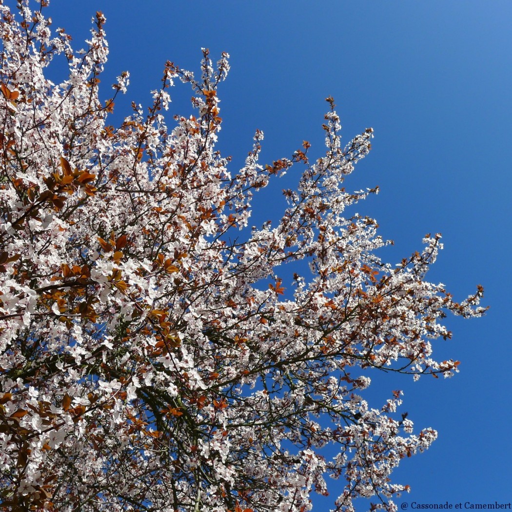 Cerisier fleurs printemps