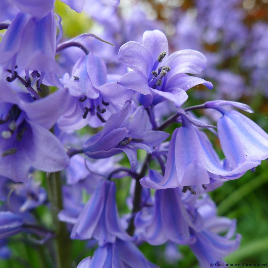 Fleurs avril - Jacinthe des bois